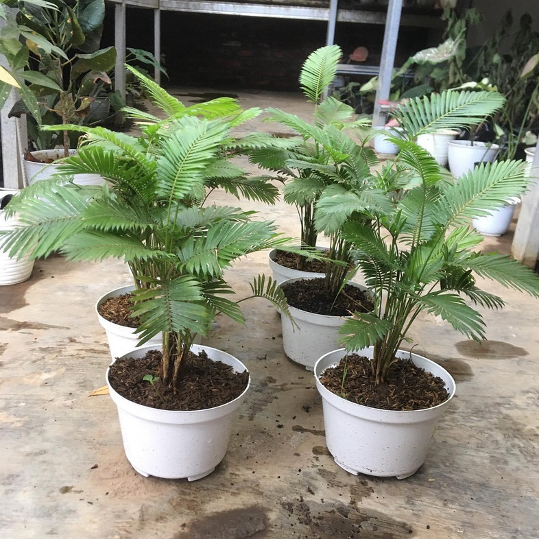 Tanaman Hidup Indoor Palem Paris Rotan Mini - Tanaman Hias Pohon Palem Paris Mini