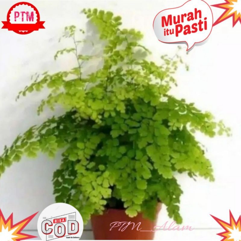 Tanaman Hias Suplir/Pot Suplir/Tanaman Suplir