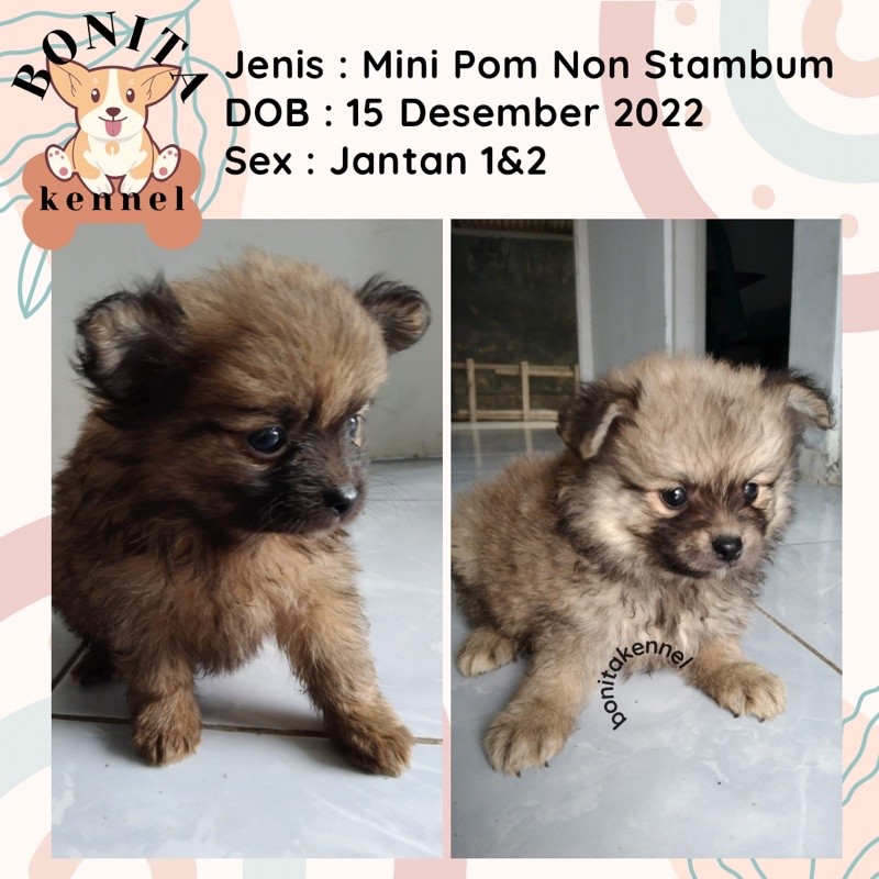 Anakan Anjing Mini Pom Mini Pomeranian Non Stambum Jantan Betina