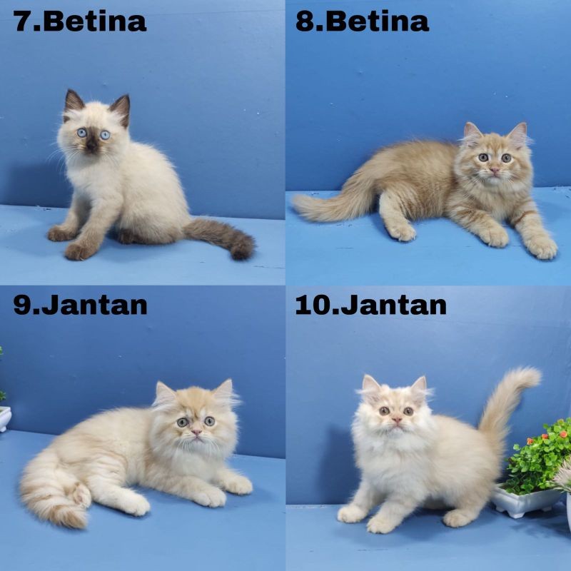kucing persia himalaya ragdoll bonus makanan