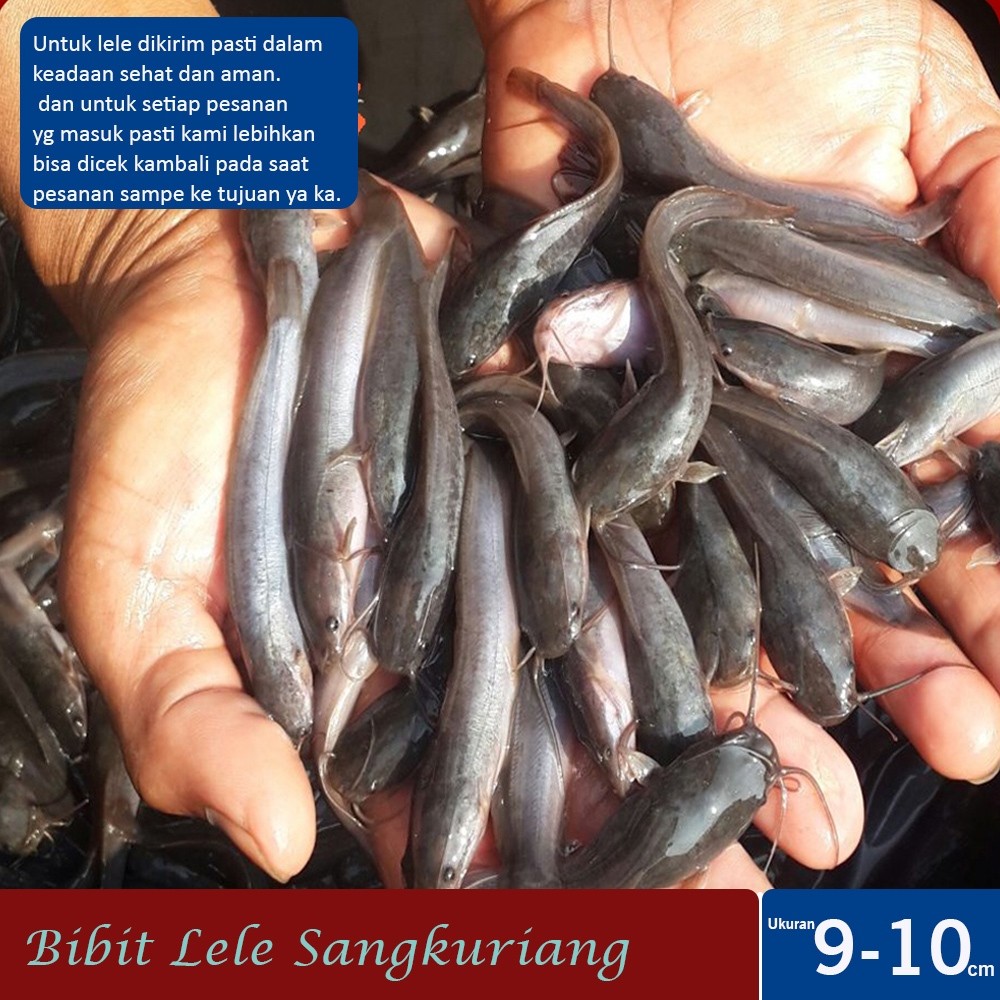 Terlaris ReadyPaket 50ekor Bibit Benih lele Sangkuriang Terdekat Bogor Ukuran 9-10Cm