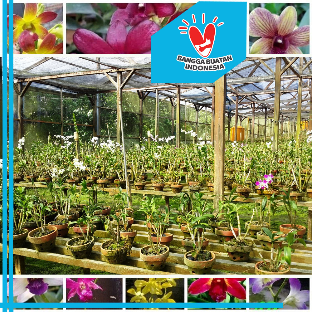 ANGGREK MINI TUBEROLABIUM   PAPAN KAYU KOPI Petani Organik Ladang Herbal Nusantara Kardus FREE GRATI