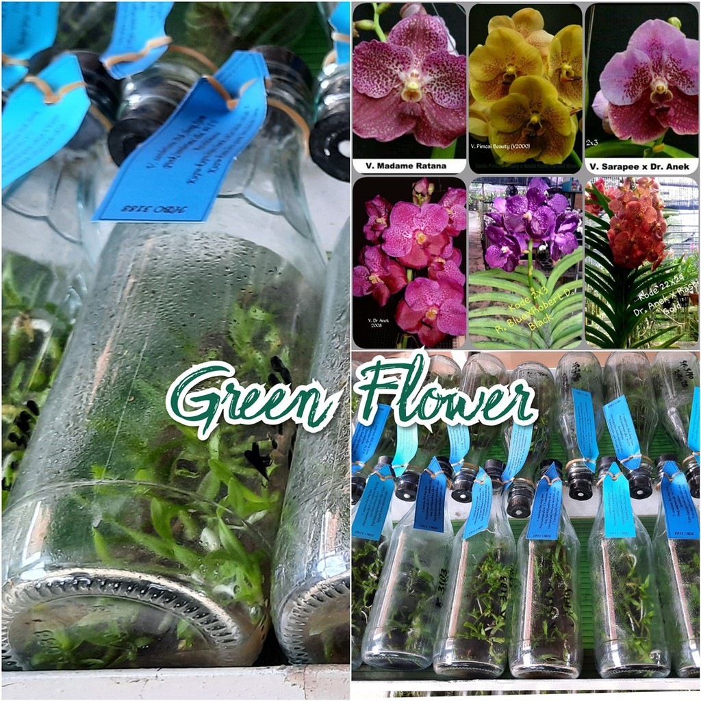 Bibit Anggrek Vanda Dalam Botol