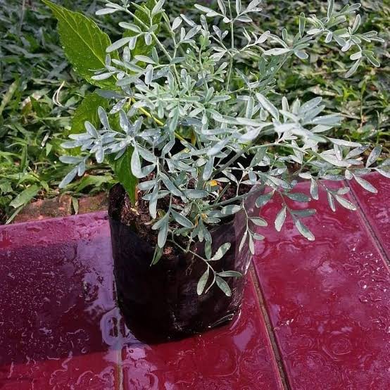 inggu (ruta graveolens)bibit tanaman obat herbal BERGARANSI