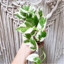 Tanaman Hias Sirih Njoy  (Epipremnum aureum 'NJOY)- Sirih Njoy BERGARANSI