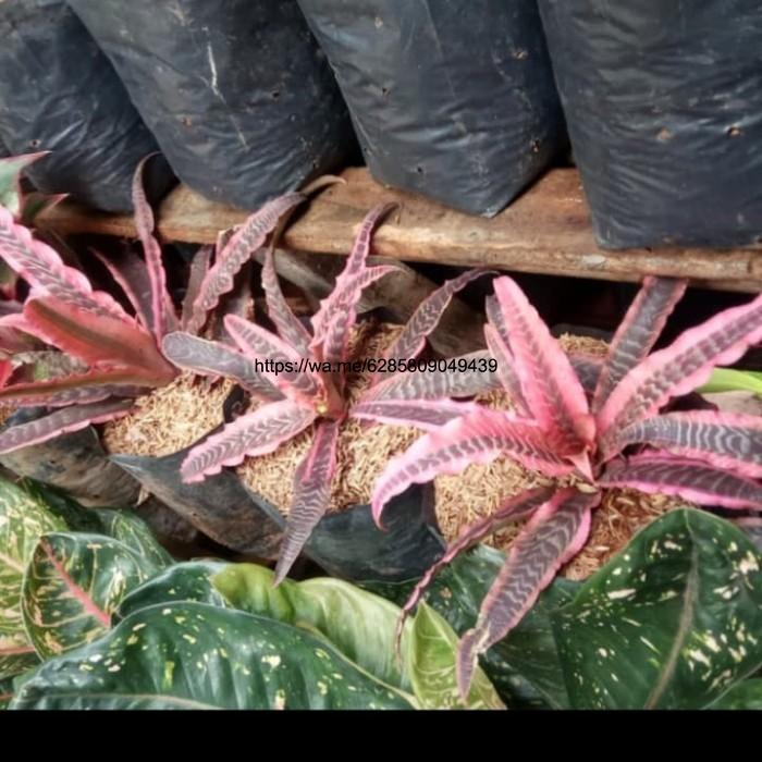 tanaman hias nanas merah/cryptanthus merah