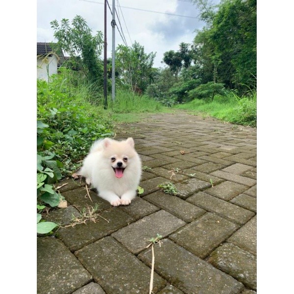 Anakan Anjing Mini Pomeranian Stambum Betina