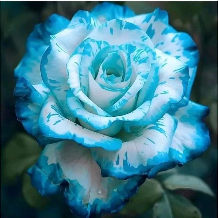 Tanaman Hias Bunga Mawar Import - Tanaman Bunga Mawar Langka - Bunga Putih Biru