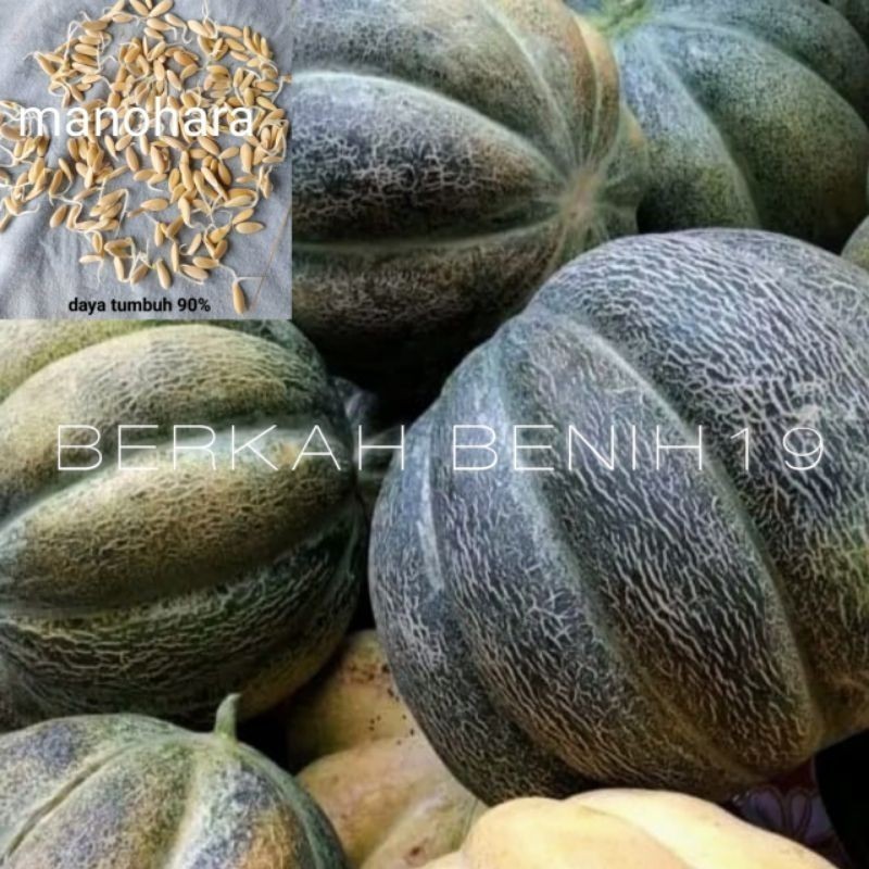 BENIH UNGGUL 500+ BENIH BLEWAH MANOHARA/KRETEK UNGGULAN