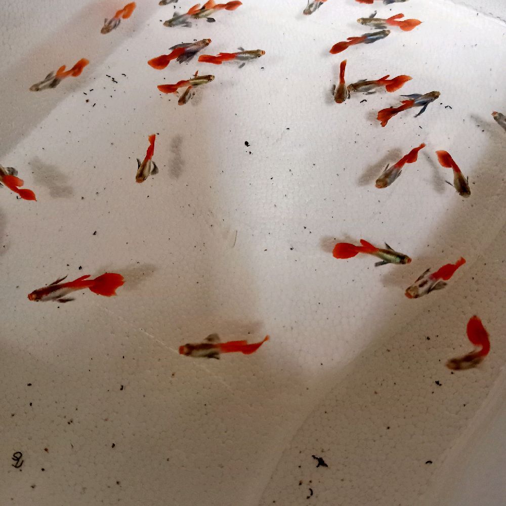 Ikan Hias Guppy Prdt - Ikan Hias Ikan Guppy Prdt