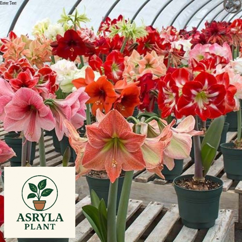 (NEW) Tanaman Hias Bakung Amarilis bunga warna warni - tanaman Hidup - Tanaman Terlaris - Tanaman Mu