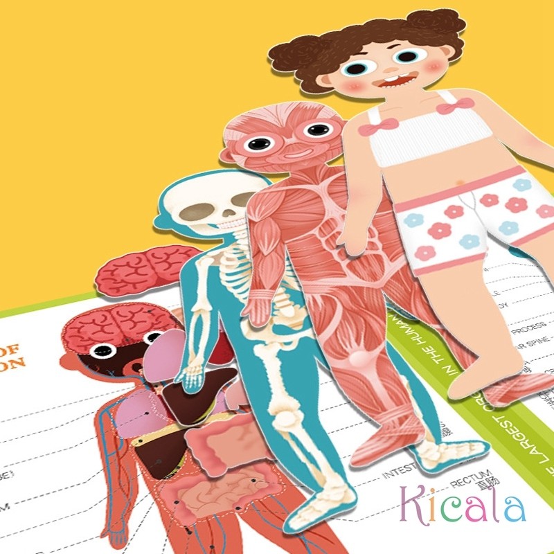 Kids Human Body Organs Muscles Skeleton Cognition Magnetic Puzzle Interactive Toy Montessori Busy Bo