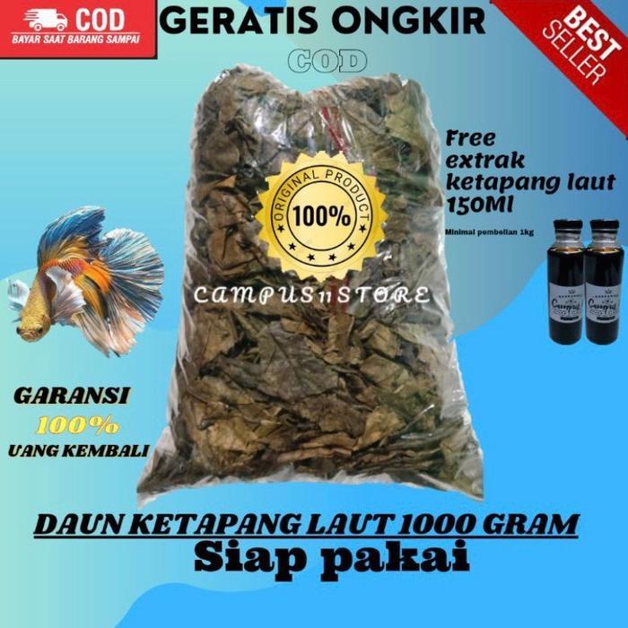 Daun ketapang 1 KG laut siap pakai + Ekstra daun ketapang 150Ml - -