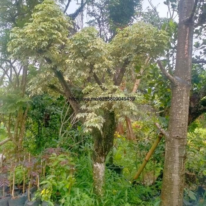 tanaman hias pohon bonsai randu varigata/kapuk varigata
