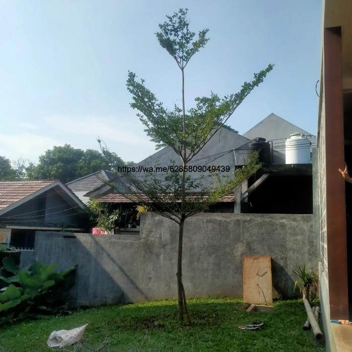 tanaman pohon Ketapang kencana tinggi 5 meter sampai 6 meter