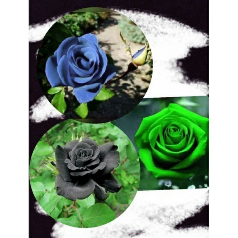 PROMO!!! paket 3 bunga mawar hidup / tanaman hias bunga mawar hidup (bunga hijau, hitam, biru) (009)