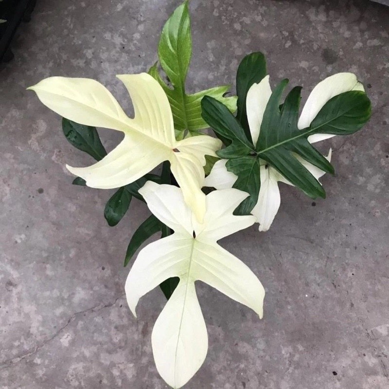 bonggol florida ghost varigata