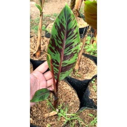 Pisang hias varigata merah blood banana (Musa acuminata var. zebrina)