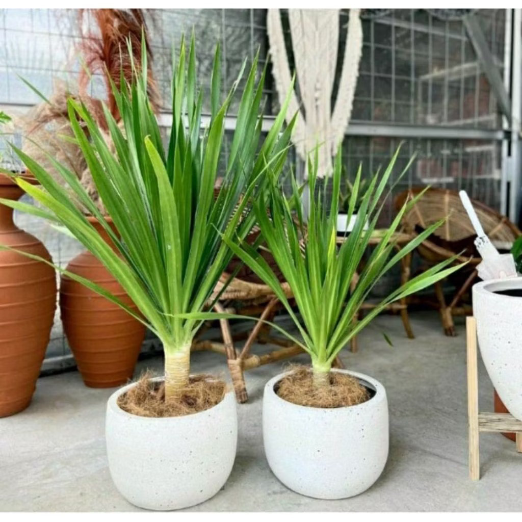 ( mp 2 ) Tanaman hias indor pandan bali Tanaman Hias Pandan Bali Pohon Pandan Bali Bercabang Pandan 