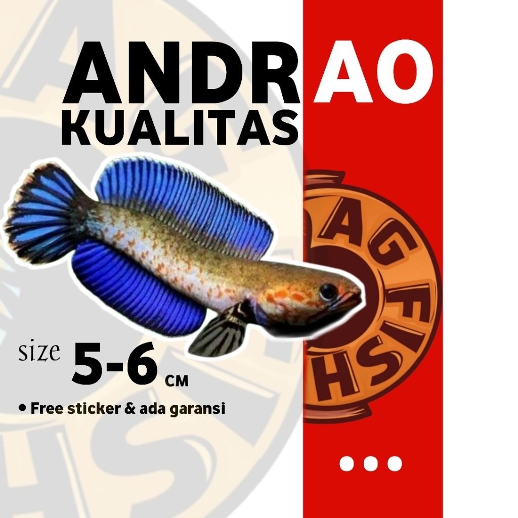 Chana Andrao KUALITAS  size 5-6cm