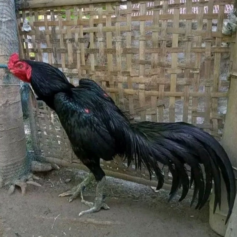 telur ayam pakhoy ori Thailand petarung bisa untuk di tetaskan