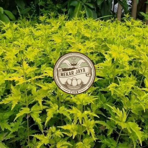 Bibit Unggul Pilihan Berkualitas Bibit Cendana Bali Asli | Bibit Pohon Cendana Bali Wangi | Bibit Ta