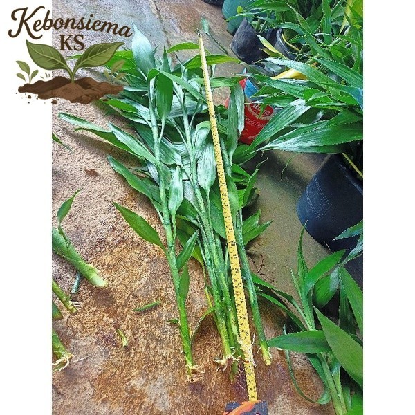 BAMBU HOKI SUDAH BERAKAR BERDAUN ( TINGGI