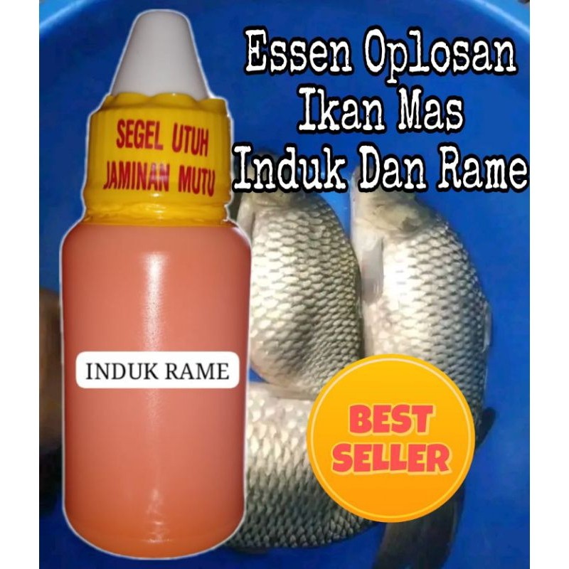 Essen Ikan Mas Induk Dan Rame Aroma Usar Mangga