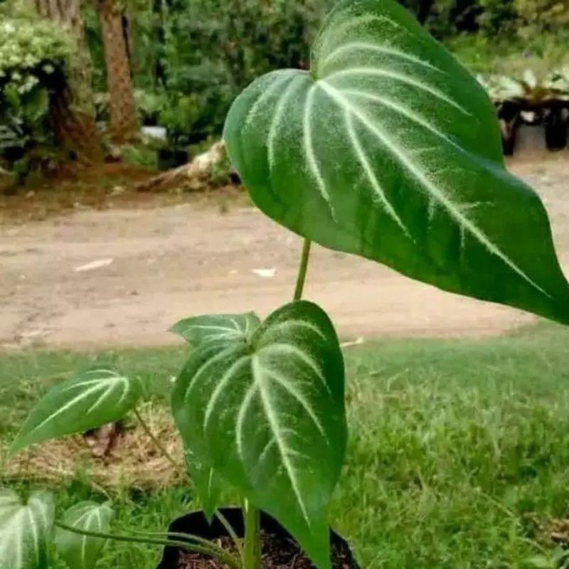 Promo umbi keladi hijau putih keladium balon  Raja.Bonggol