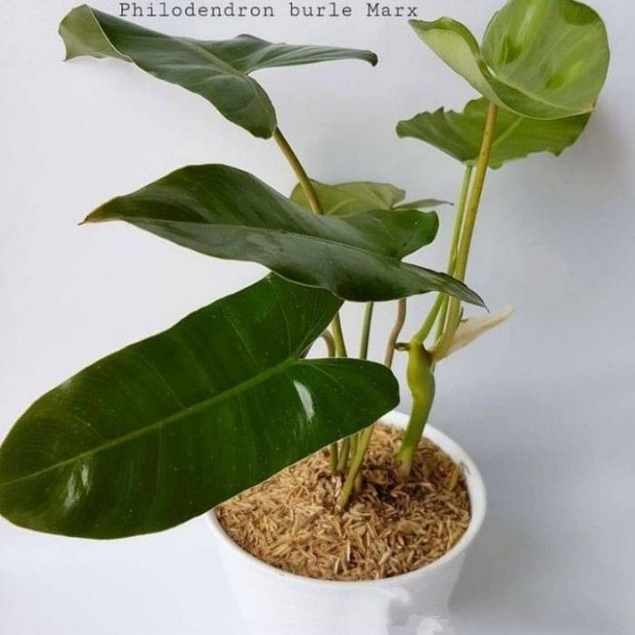 Tanaman Hias Philodendron Burlemax Atau Philo Brekele / Tanaman Hidup Brekele Bunga Hias Philo Breke