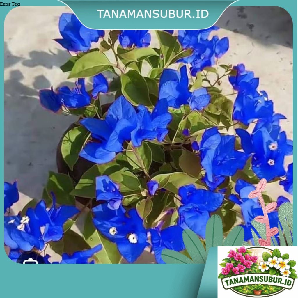 Promo Bougenville Bunga Kertas Warna Biru - Bugenvil Siap Tanam