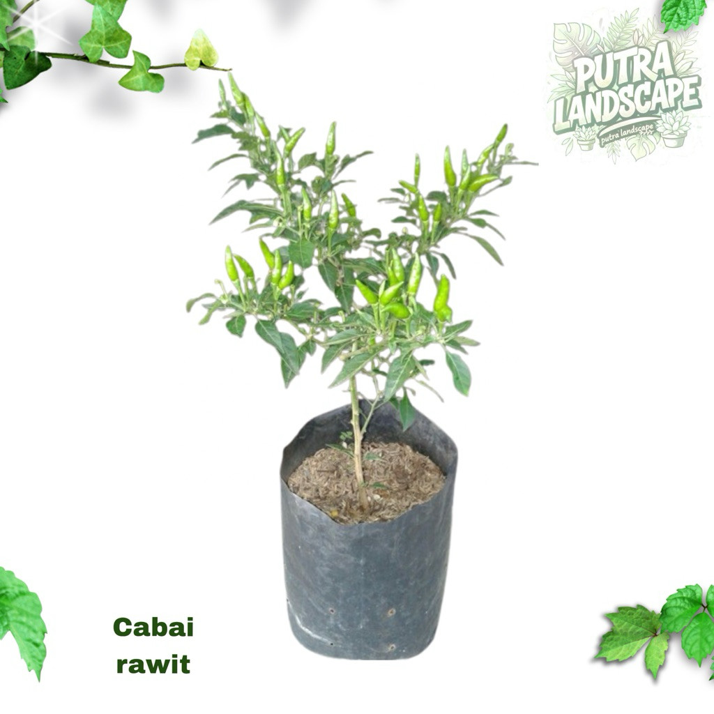 (PROMO) TERMURAH bibit tanaman cabe rawit siap berbuah / CABE RAWIT PREMIUM siap berbuah / bibit tan
