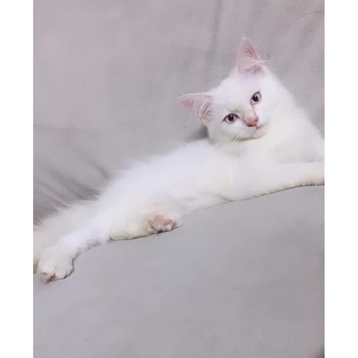 Himalaya mix mainecoon betina mata biru