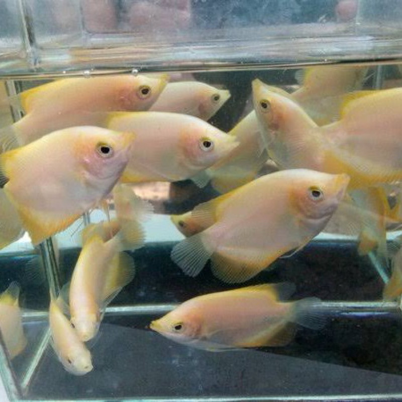 BIBIT GURAME PADANG SAIS 6-7 CM BISA JUMBO GRADE SUPER