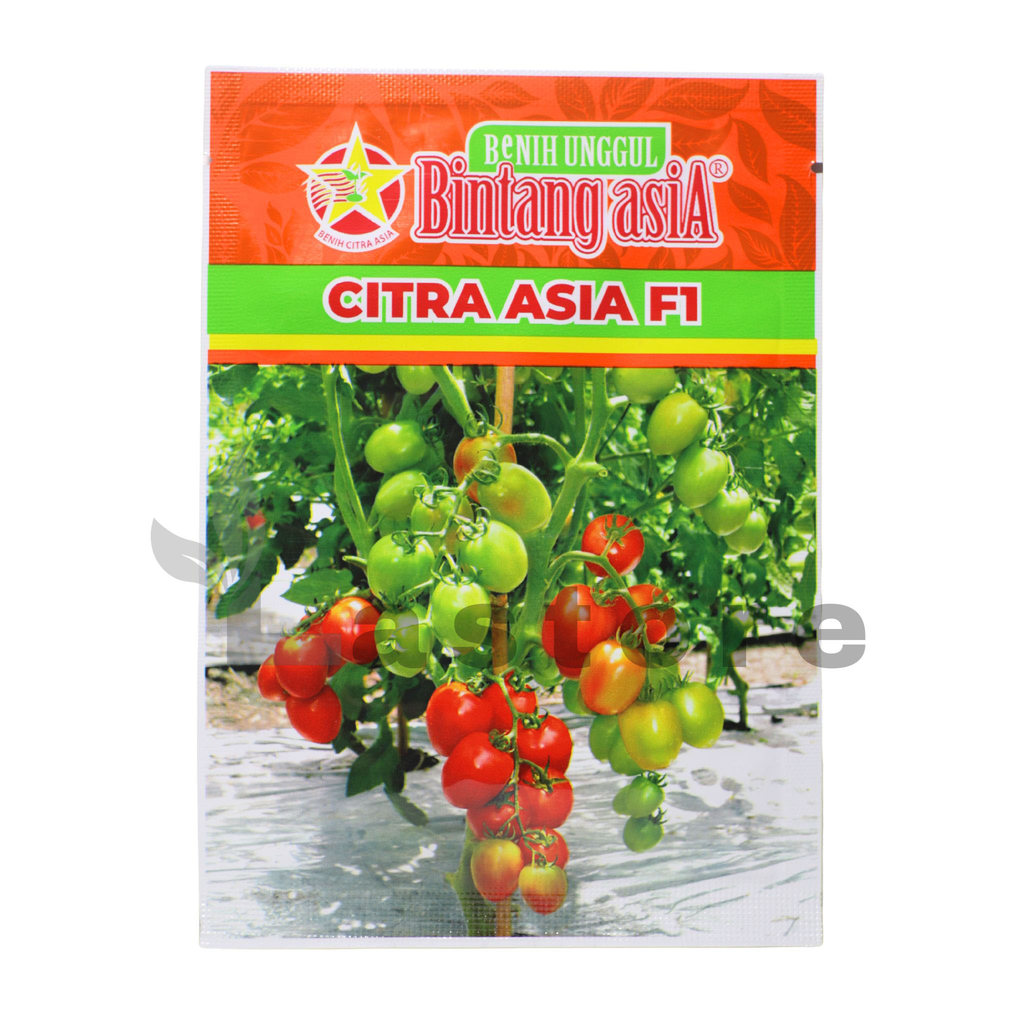 Benih Tomat Citra Asia F1 5 Gram Benih Bintang Asia