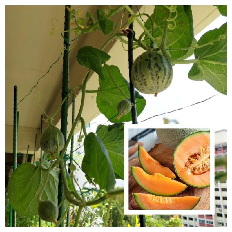 10 benih biji melon  Rock Melon/Cantaloupe Seeds
