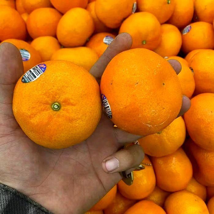 Jeruk empres mandarin australia 1 kg