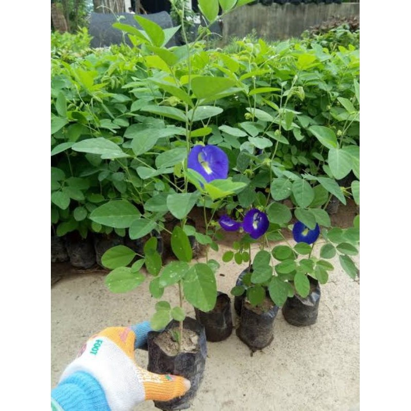 Bibit Bunga Telang Teh Biru Asli