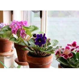 Tanaman Bunga Vilces Merah ( Saintpaulia ionantha)- Violces Red BERGARANSI