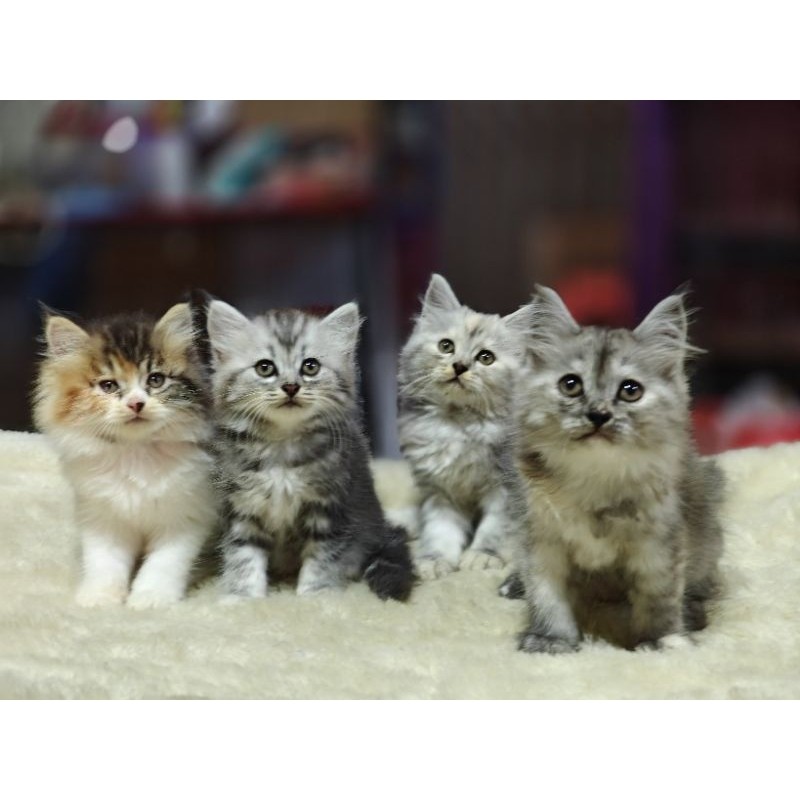 Anakan Kucing Persian Medium,Flatnose,Peaknose|KITTEN PERSIAN Medium,Flatnose,Peaknose ( Khusus Inst