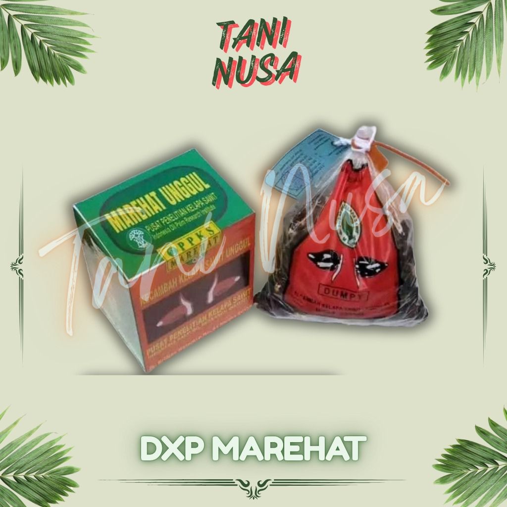 Benih Bibit Kecambah Sawit Varietas MARIHAT DUMPY isi 250 Butir beli 2 bonus sertifikat