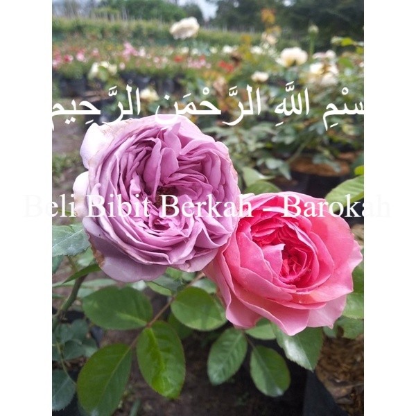 PAKET MAWAR IMPORT 8 POHON KELOPAK BESAR