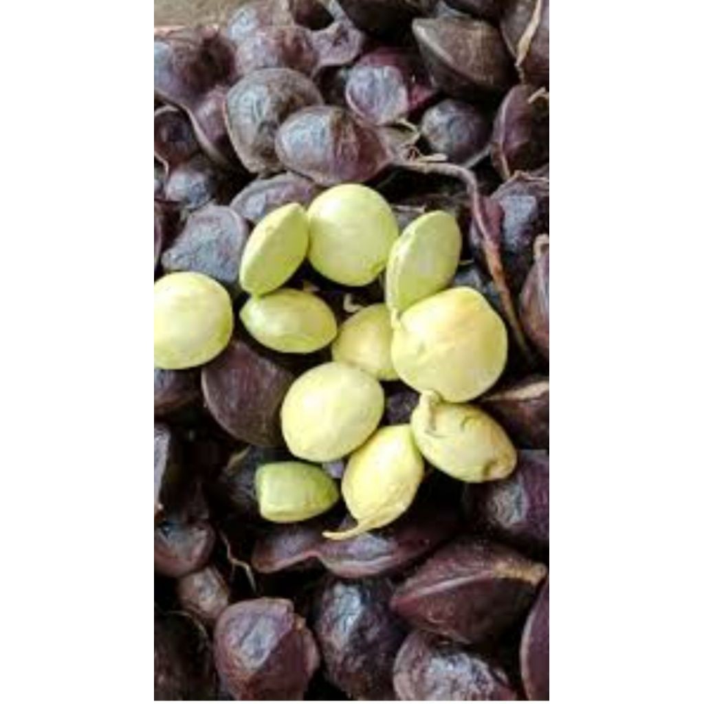 Jengkol Muda dan Tua Segar 1 kg, Kulit Masih Utuh