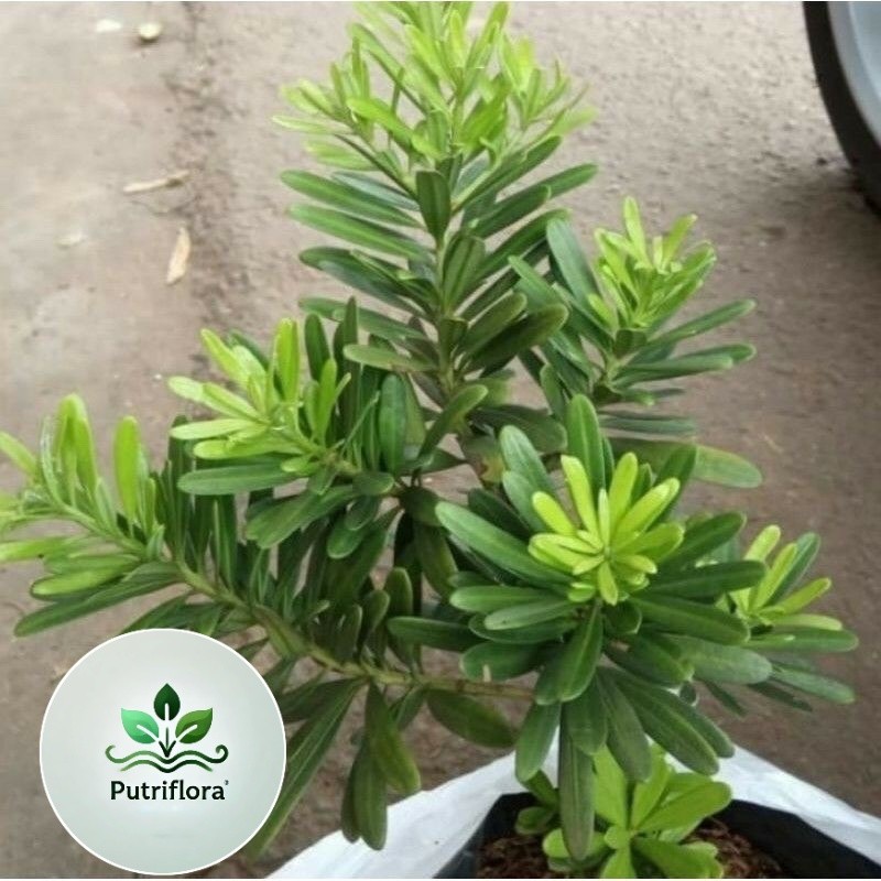 (NEW) Promo tanaman lohansung cincuan | bahan bonsai lohansung taiwan | tanaman bonsai lohansung cin