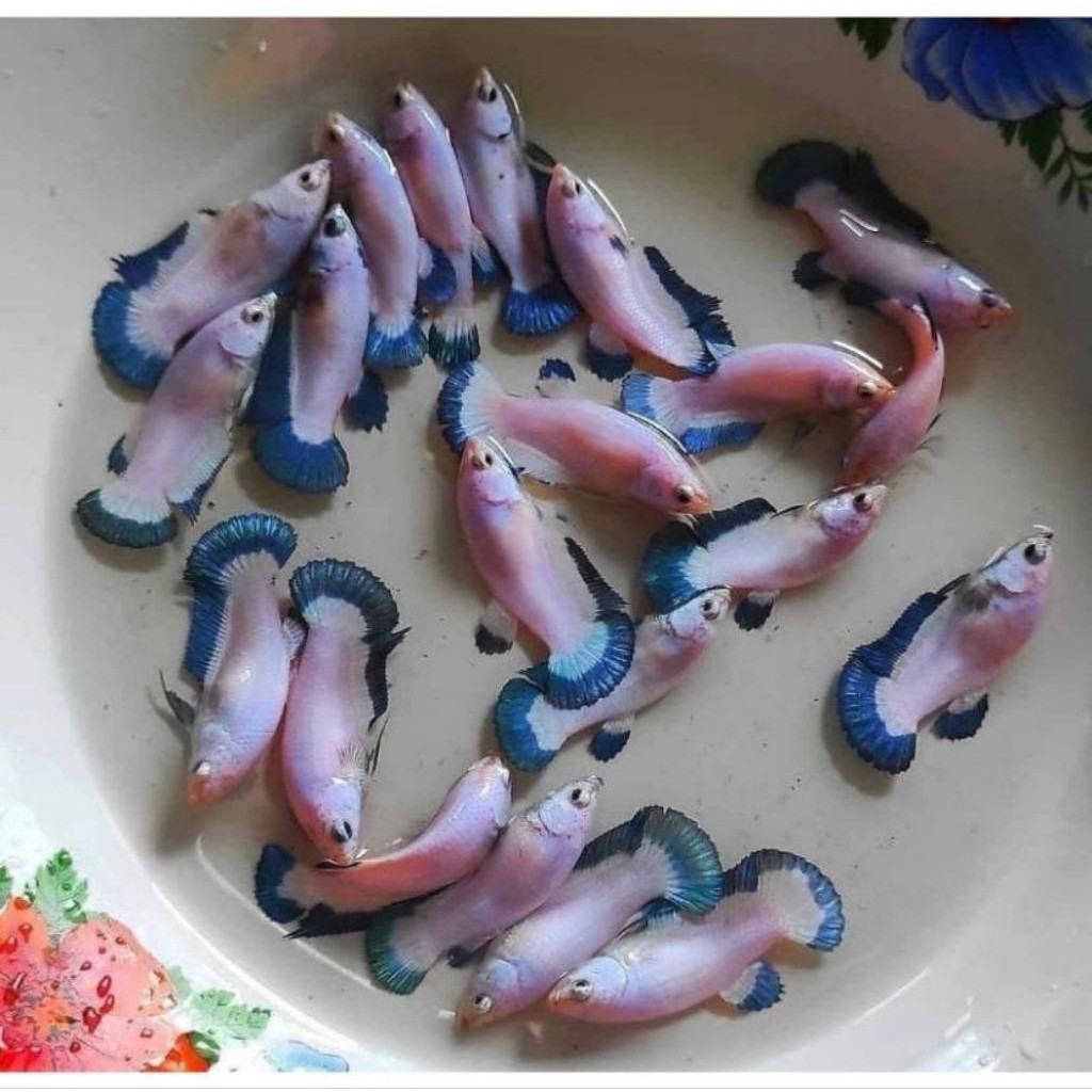 Ikan Cupang Betina Blue Rim Full Telur Medium M