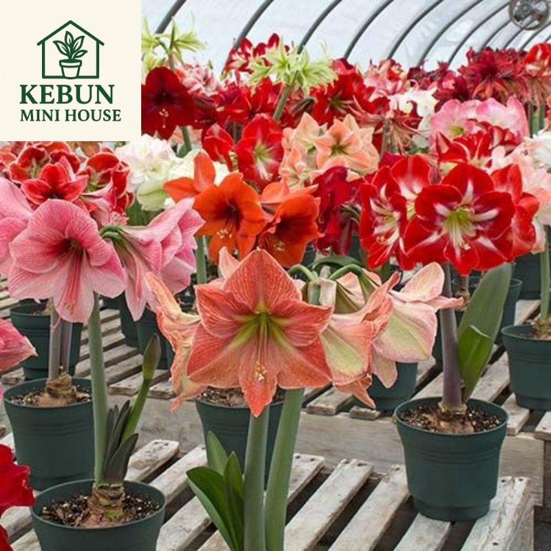 (NEW) Tanaman Hias Bakung Amarilis bunga warna warni - tanaman Hidup - Tanaman Terlaris - Tanaman Mu