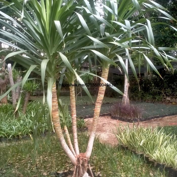 tanaman pohon pandan Bali/Bercabang