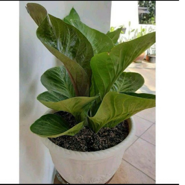 TERMURAH Antarium jemani cobra dewasa 6-10 daun