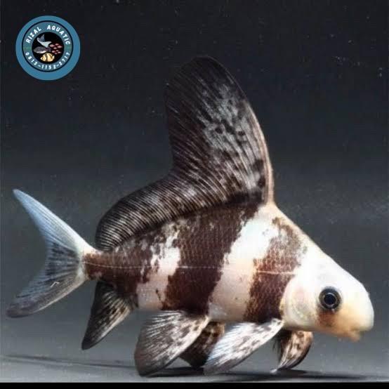 chf atau chinese high fin
