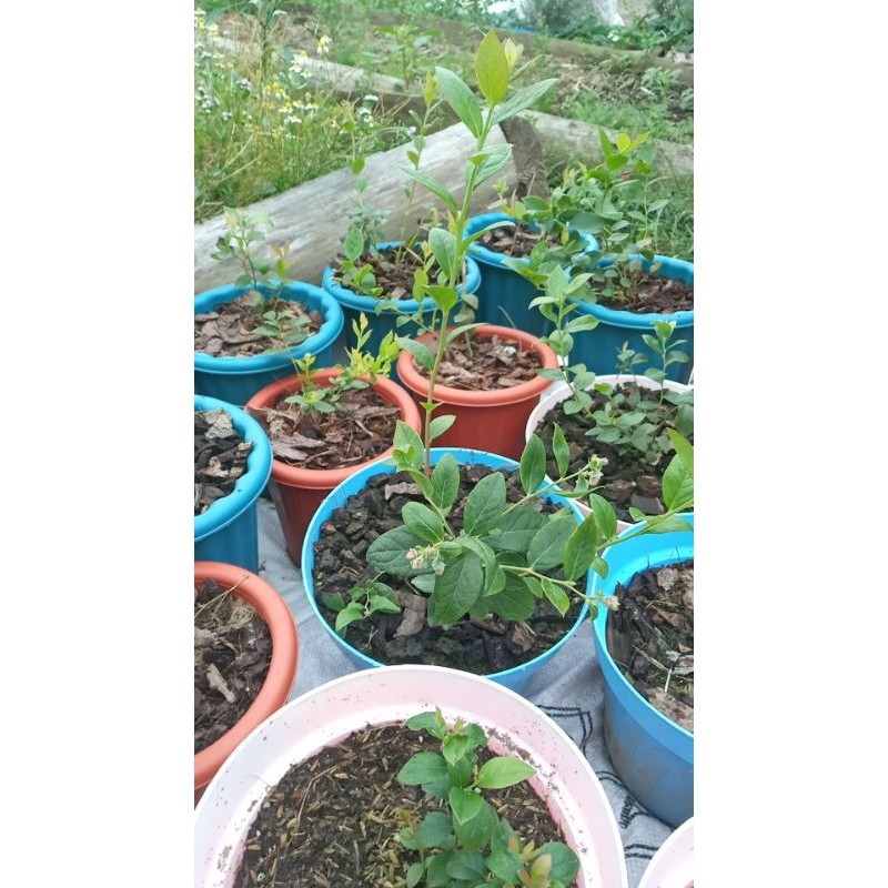 Bibit Blueberry Asli